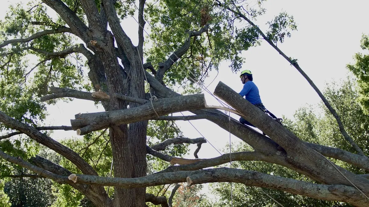 Professional Hazardous Tree Removal performed by certified arborists in Advance